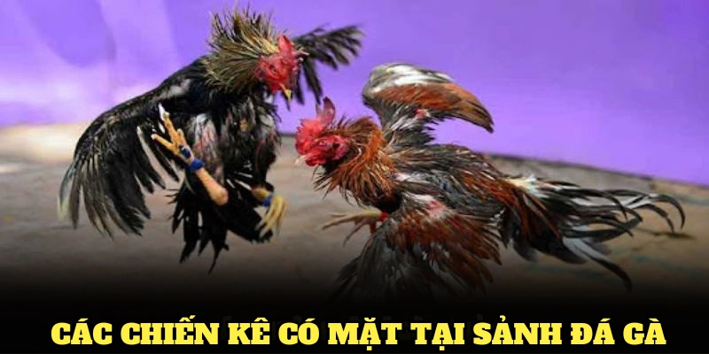 Điểm qua c&aacute;c chiến k&ecirc; thường xuy&ecirc;n c&oacute; mặt tại sảnh đ&aacute; g&agrave;
